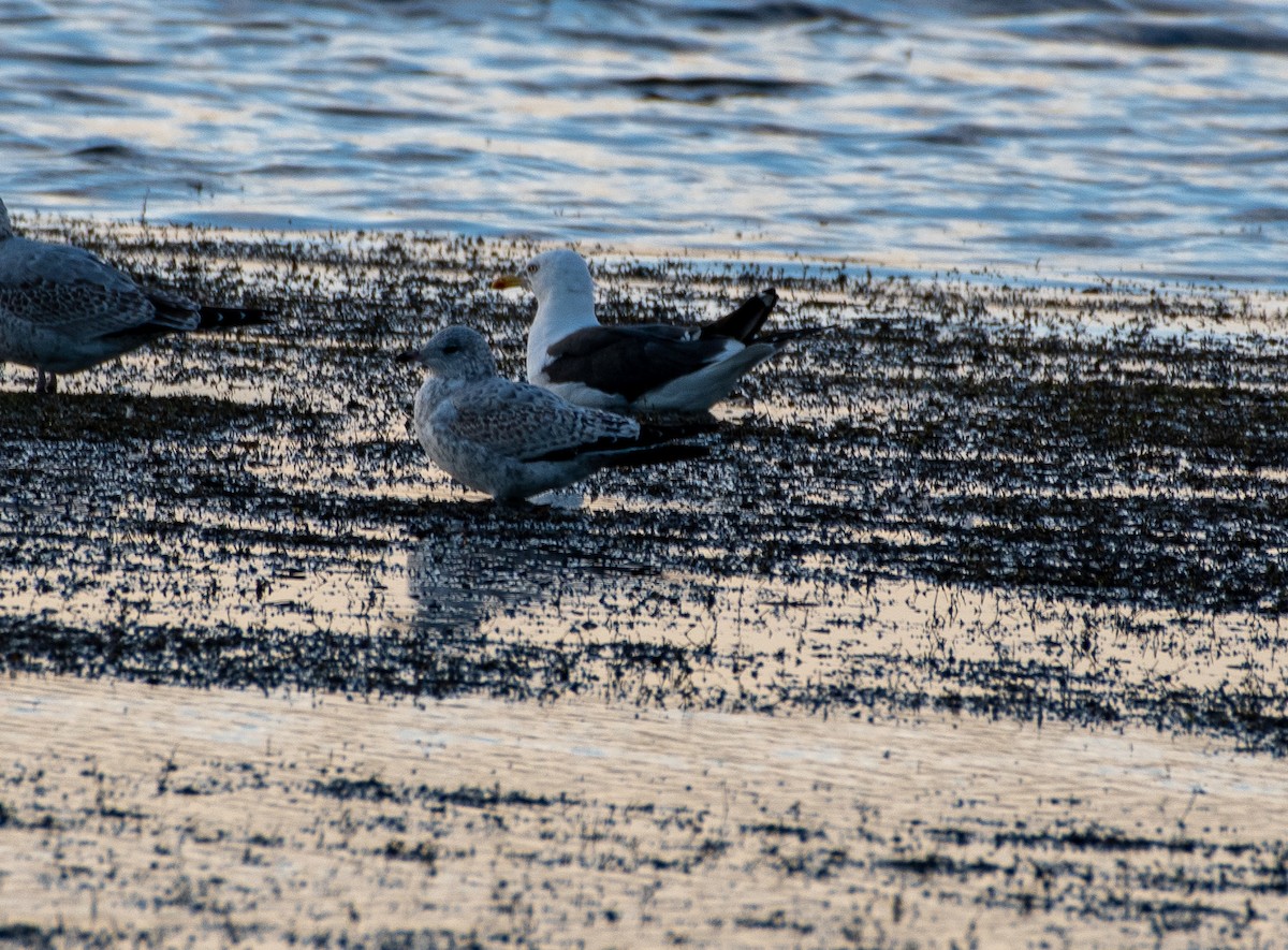 Lesser Black-backed Gull - ML266724891