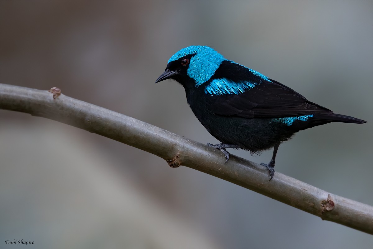 Scarlet-thighed Dacnis - Dubi Shapiro