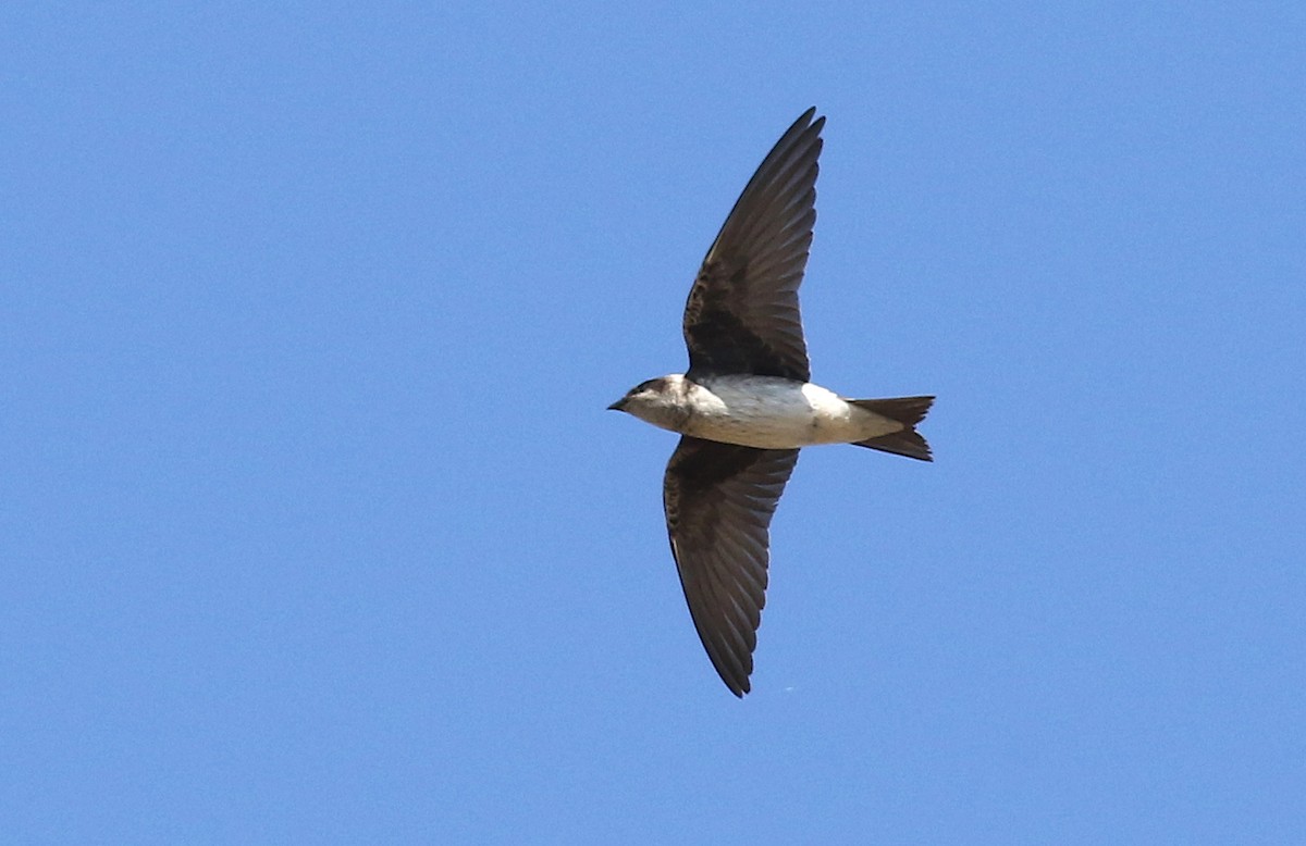 Purple Martin - Matt Sadowski