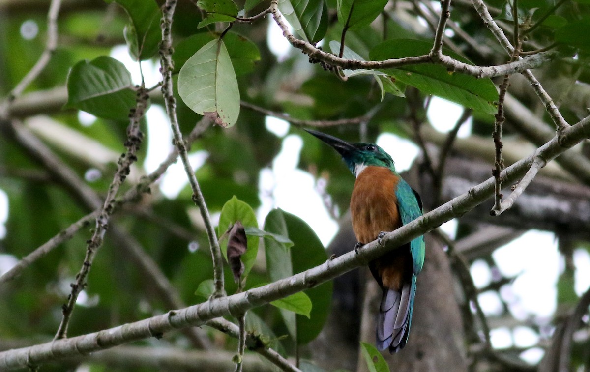 Great Jacamar - ML26672891