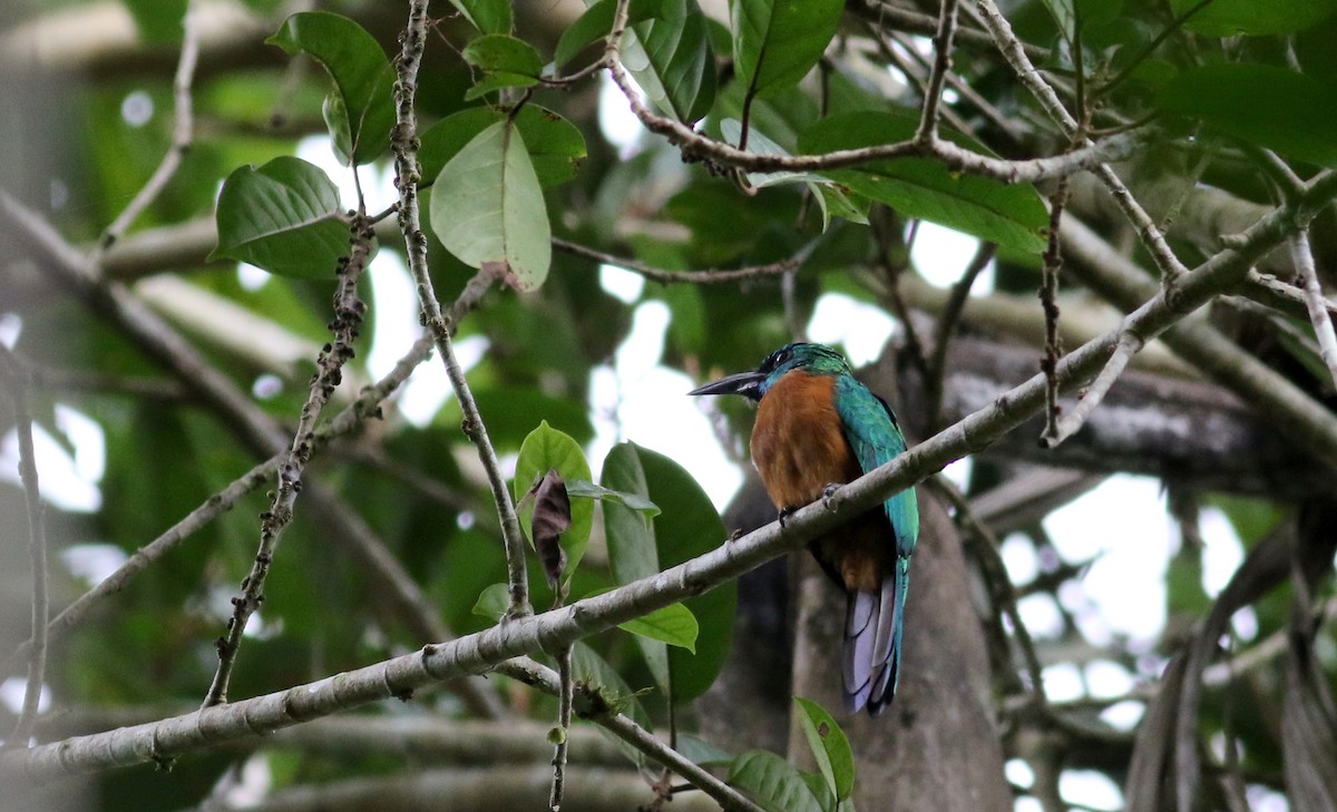 Great Jacamar - ML26672901