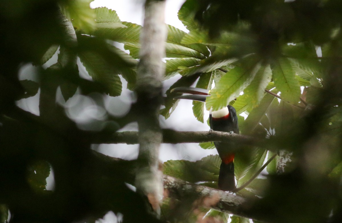 White-throated Toucan - ML26672951