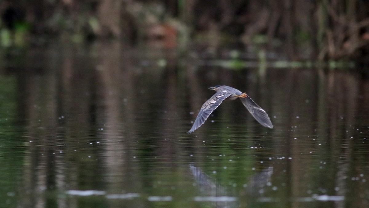 Striated Heron (South American) - ML26673051