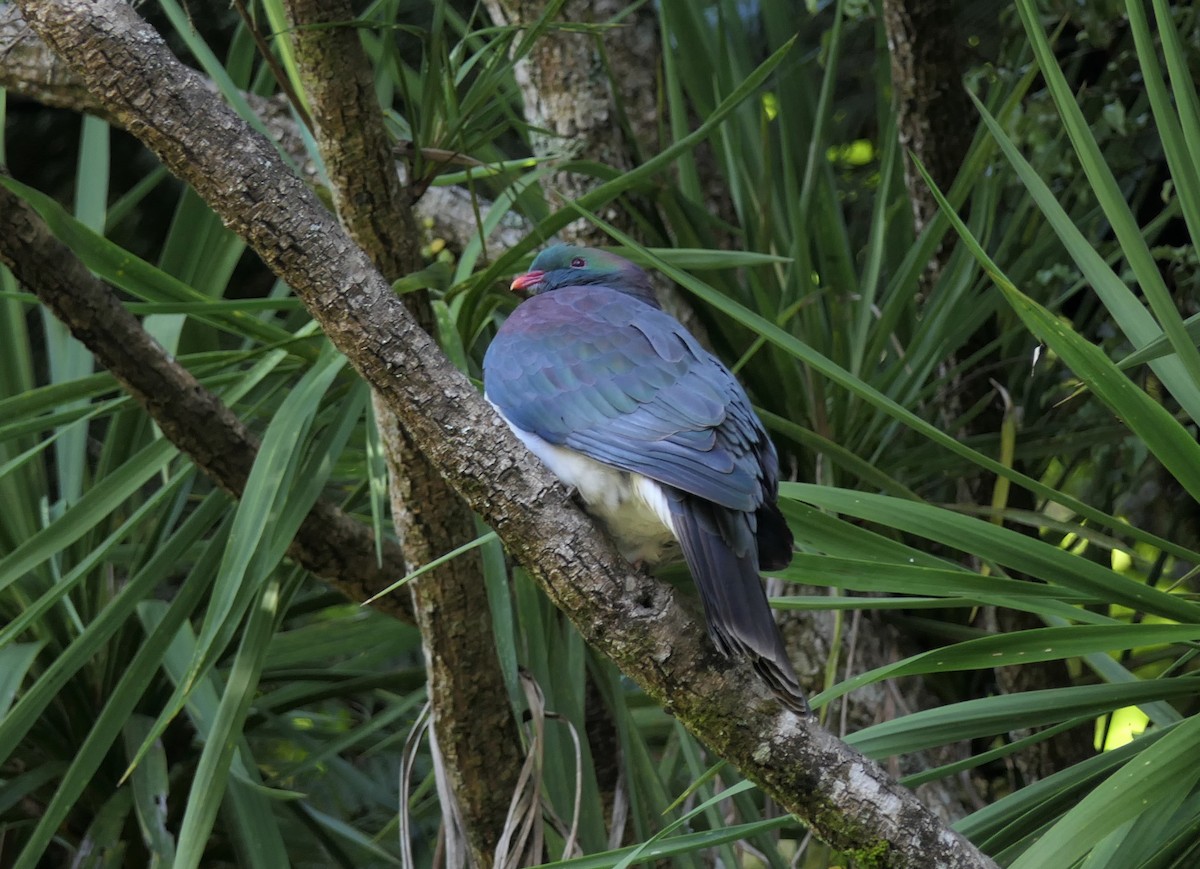 New Zealand Pigeon - ML266730611