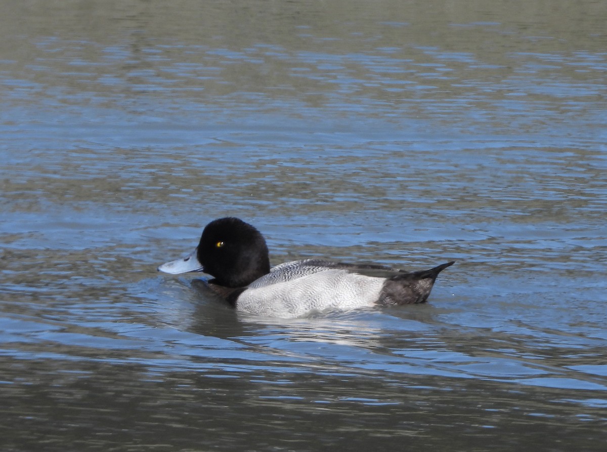 Greater Scaup - ML266730711