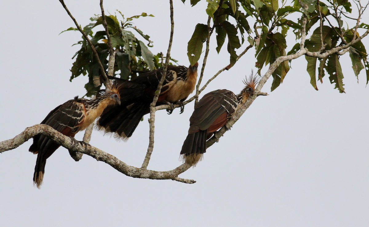 Hoatzin - Jay McGowan