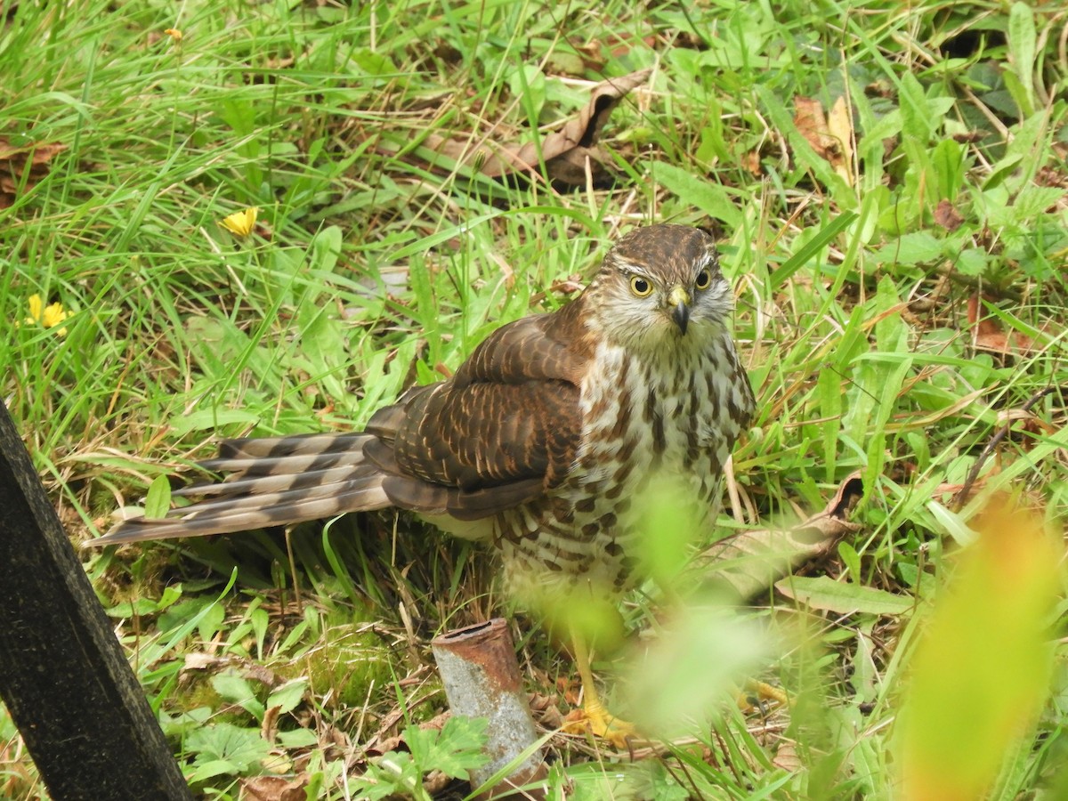 Sharp-shinned/Cooper's Hawk - Cliff Cordy