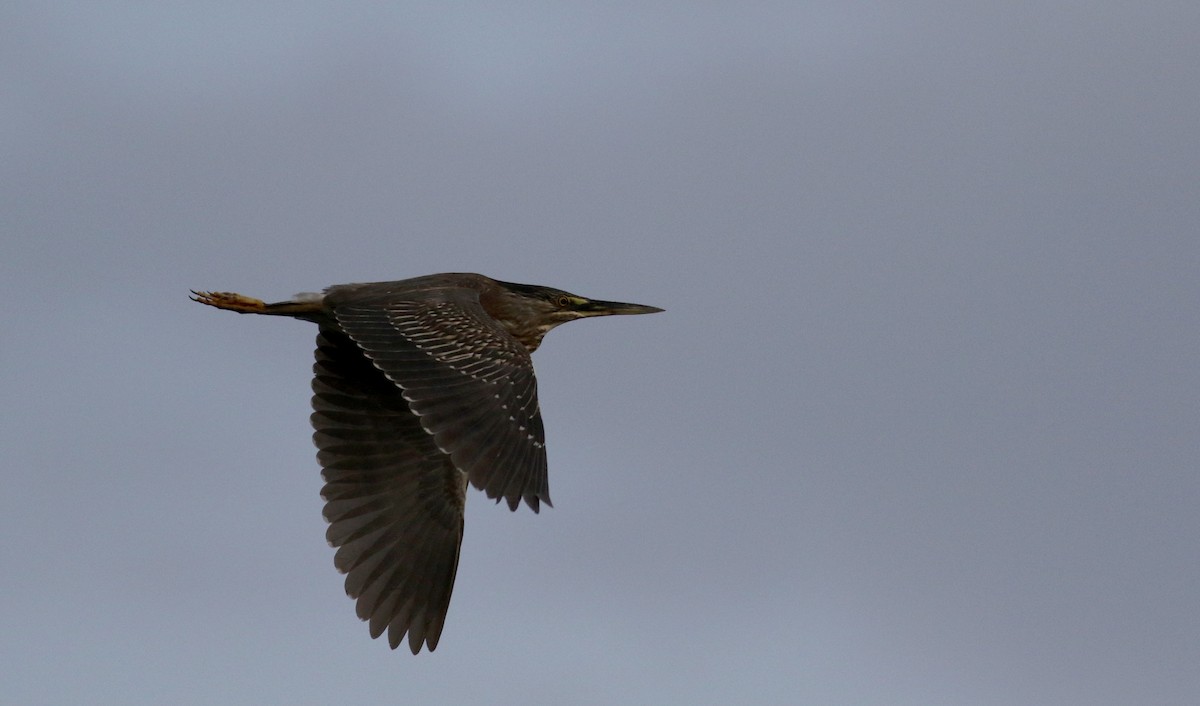 Striated Heron (South American) - Jay McGowan