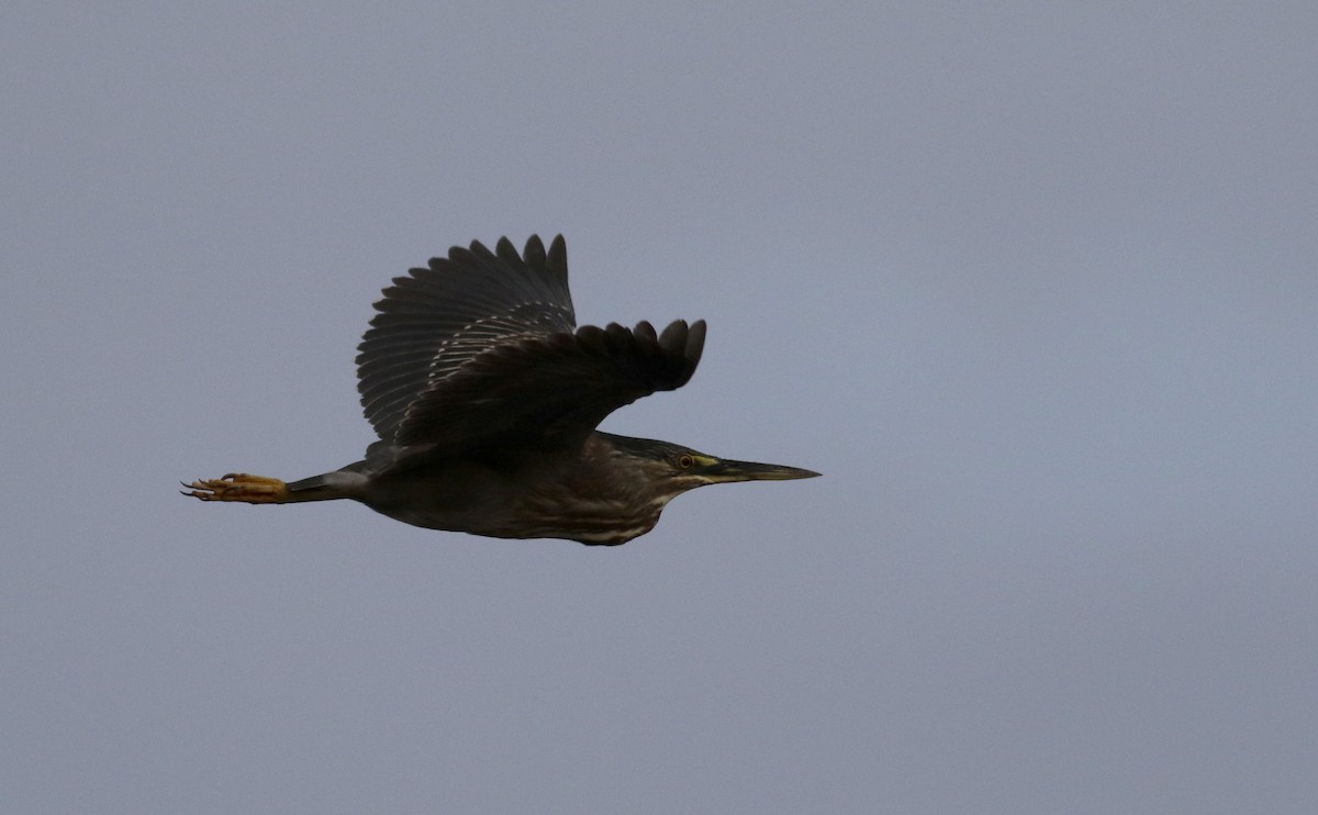 Striated Heron (South American) - Jay McGowan