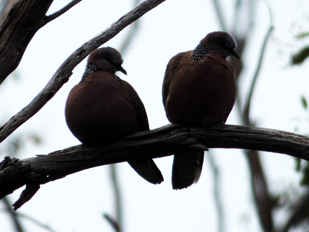 Spotted Dove - ML266731421