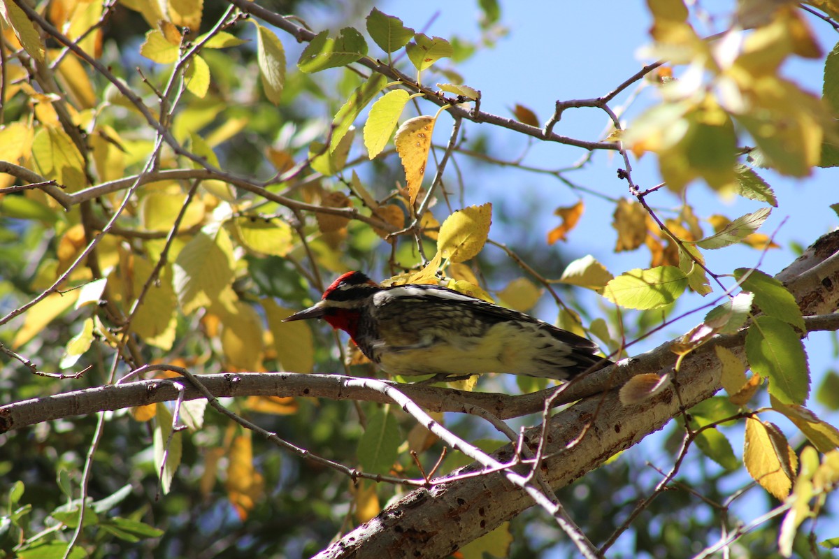 Red-naped Sapsucker - ML266735281