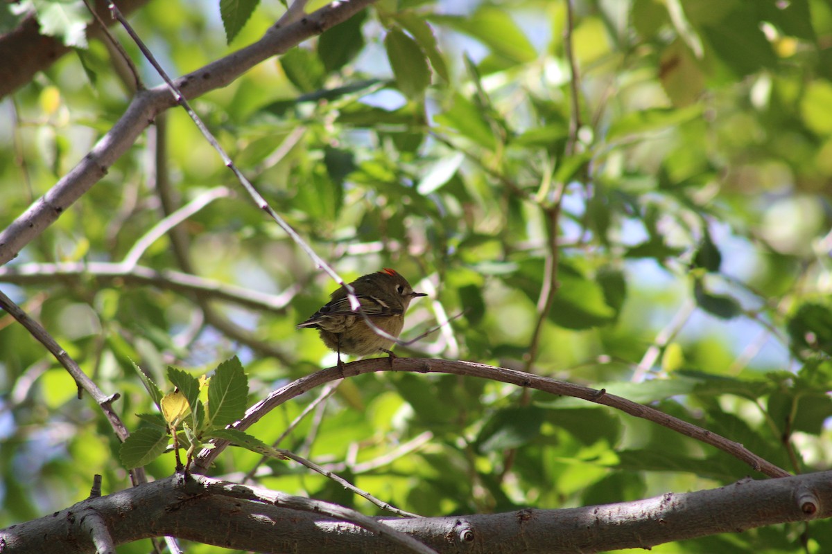 Ruby-crowned Kinglet - ML266735371