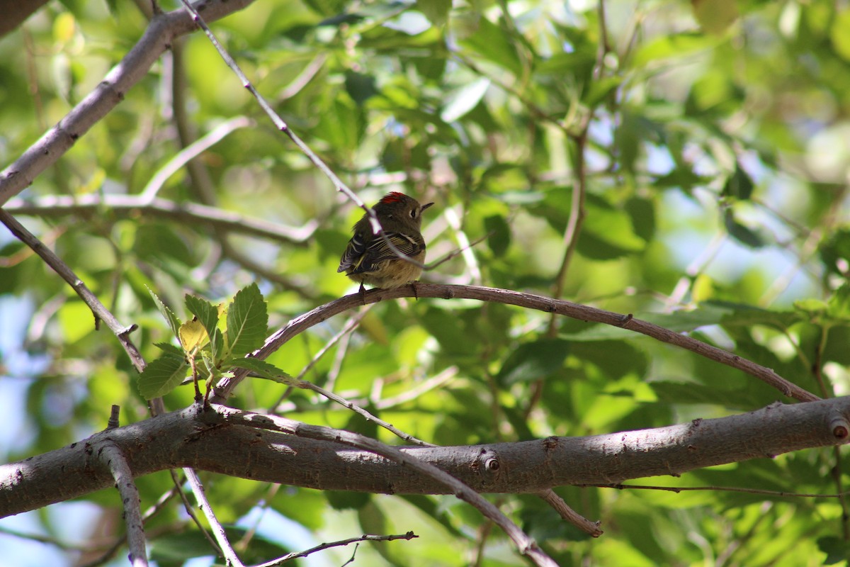 Ruby-crowned Kinglet - Jonathan Brooks