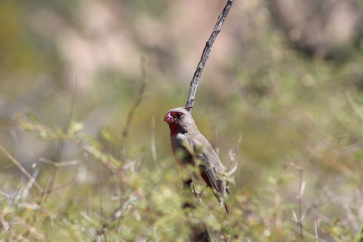 Pyrrhuloxia - ML266735491