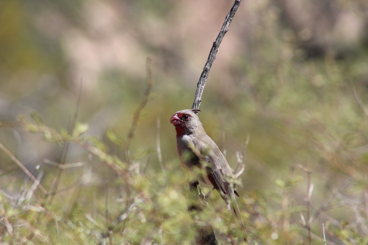 Pyrrhuloxia - ML266735501