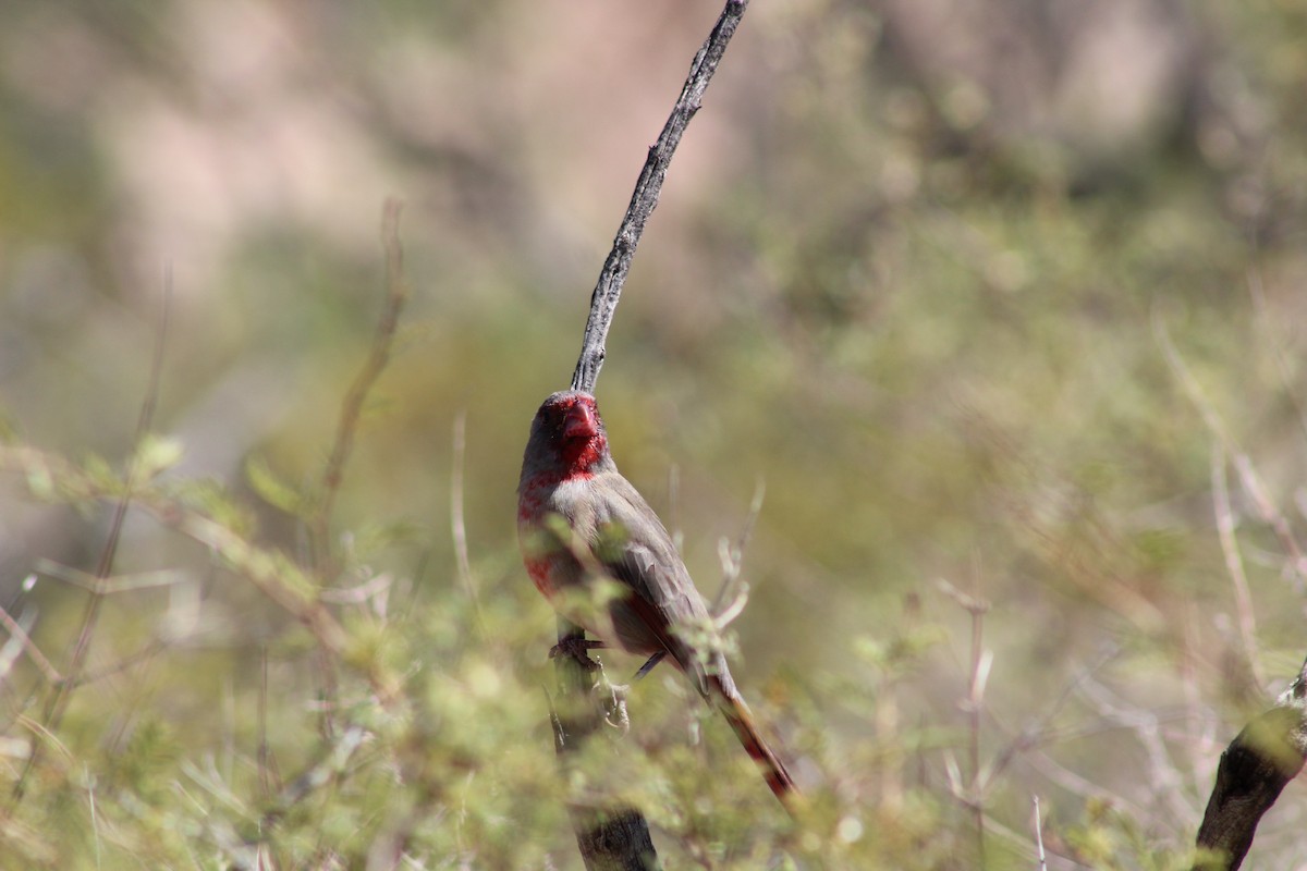 Cardinal pyrrhuloxia - ML266735541