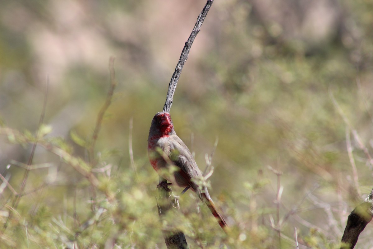 Pyrrhuloxia - ML266735541