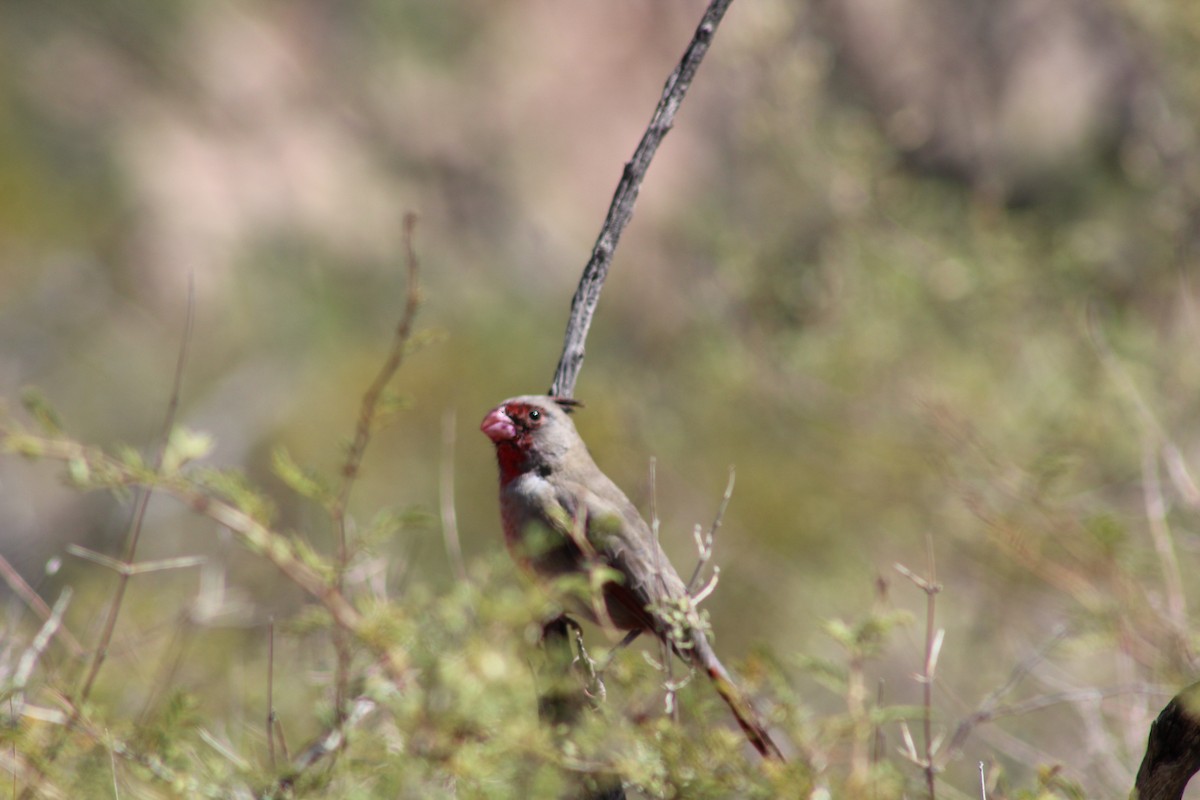 Cardinal pyrrhuloxia - ML266735571