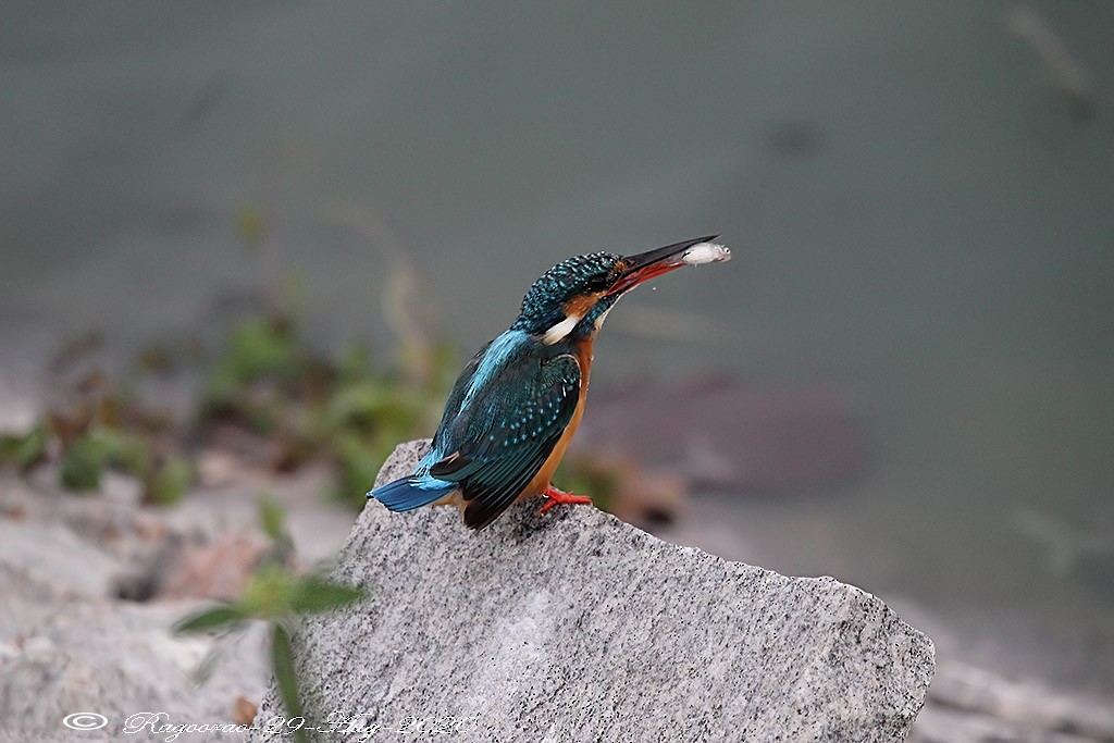 Common Kingfisher - ML266737061