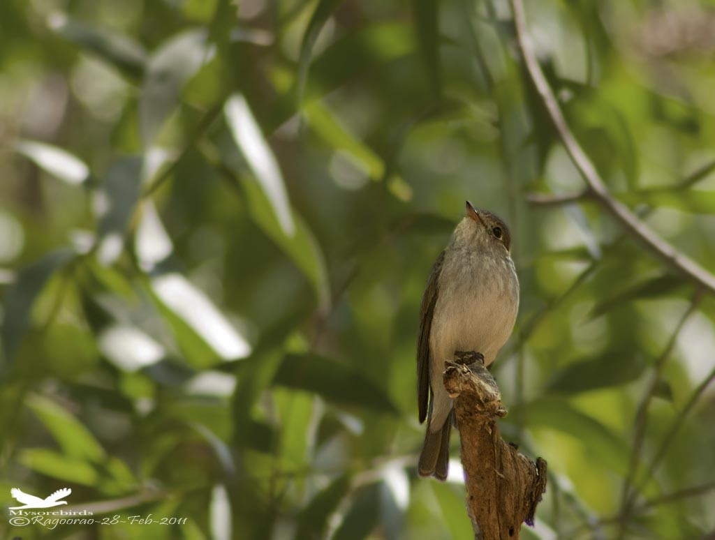 Asian Brown Flycatcher - ML266737431