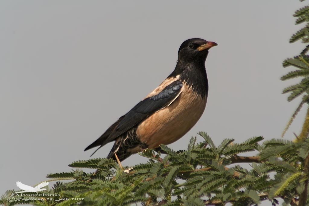 Rosy Starling - Ragoo Rao