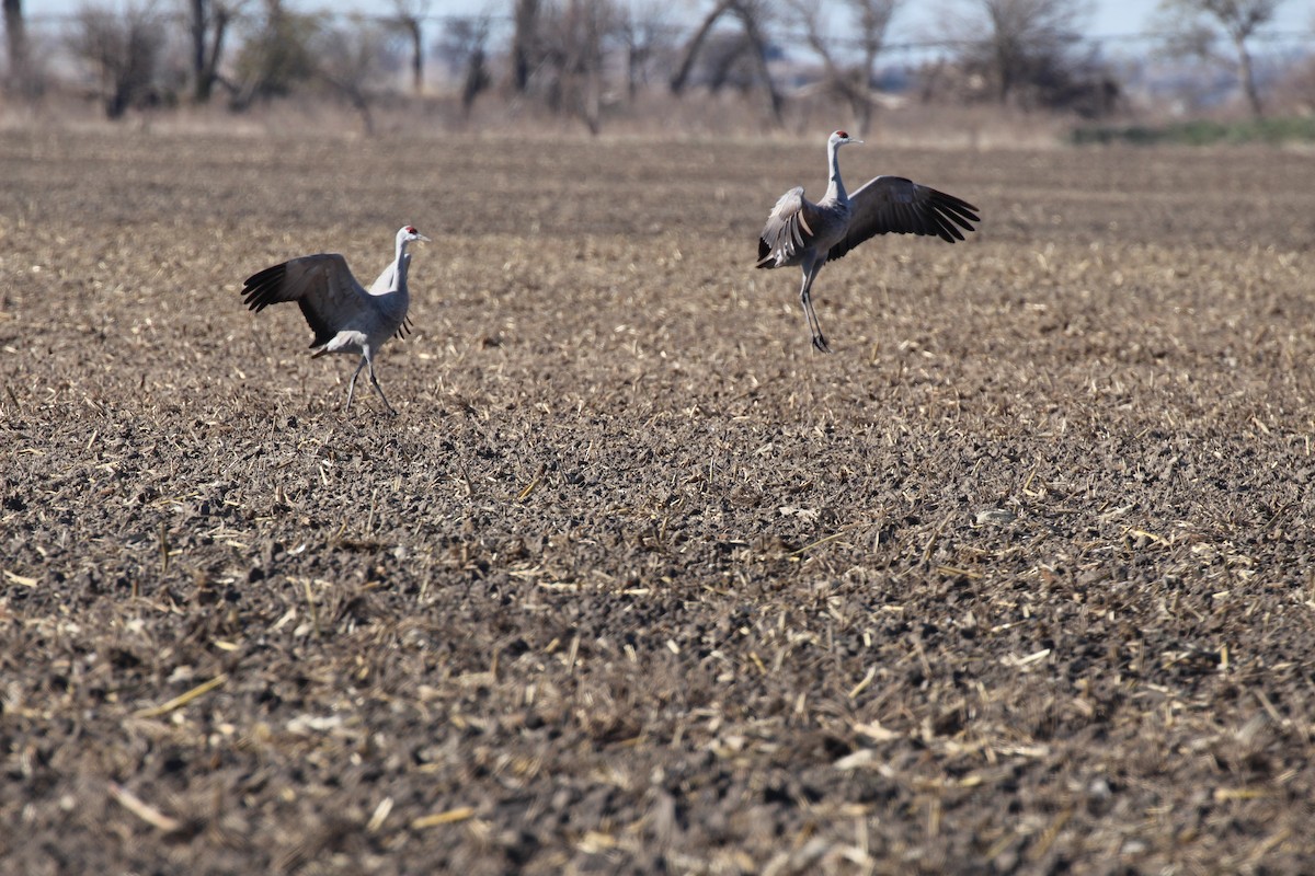 Sandhill Crane - Russell Allison