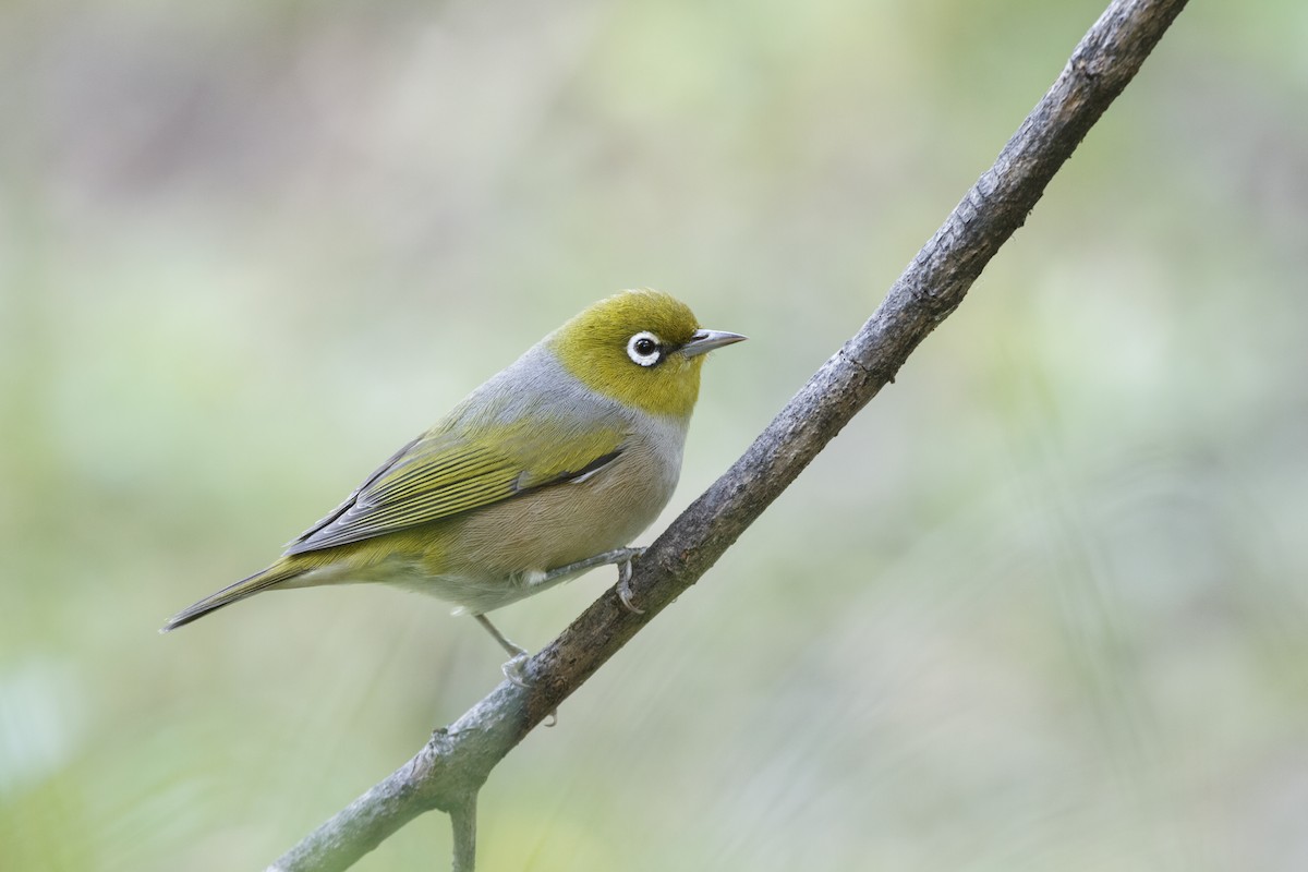 Silvereye - ML266740031