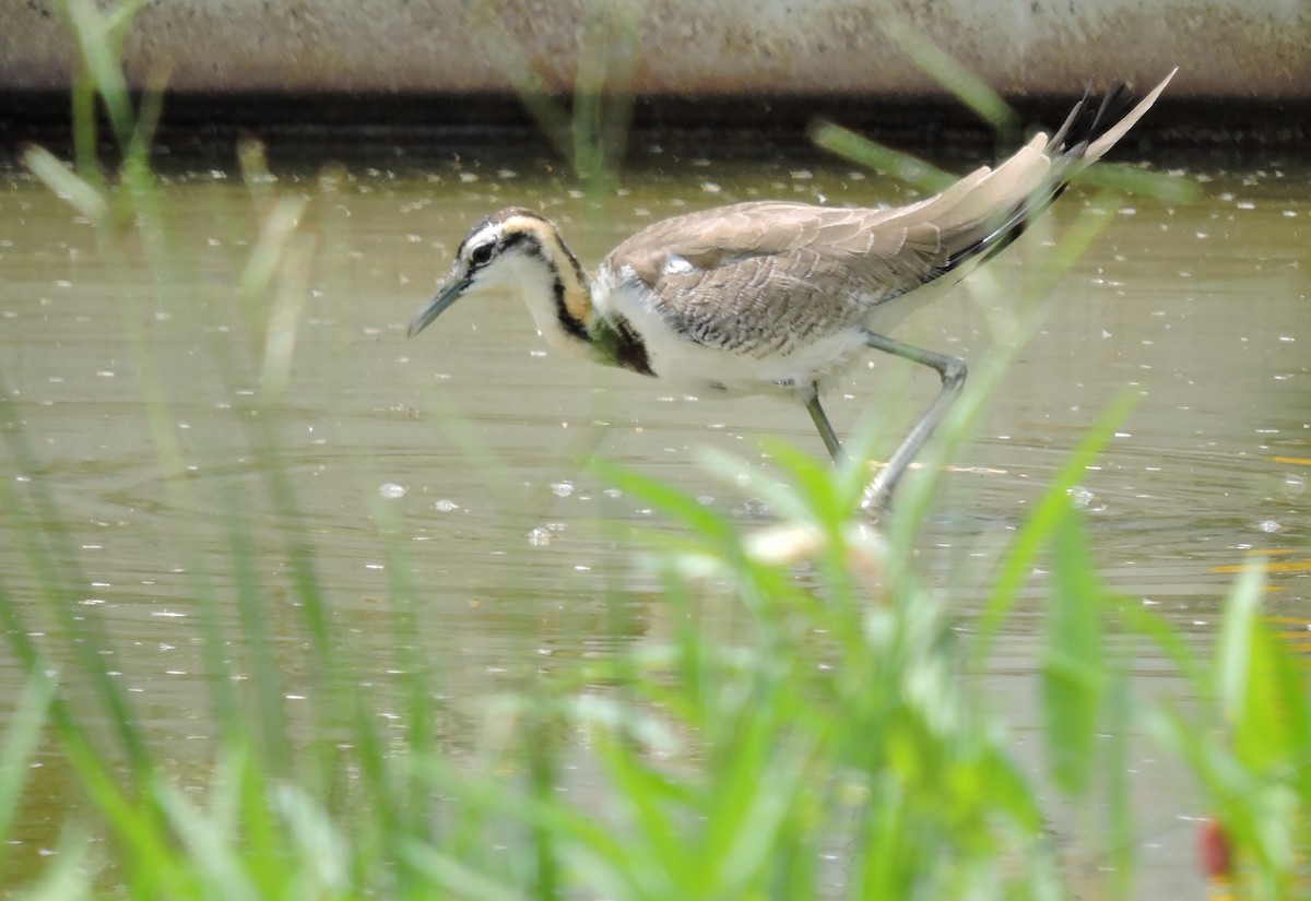 Pheasant-tailed Jacana - ML266740321