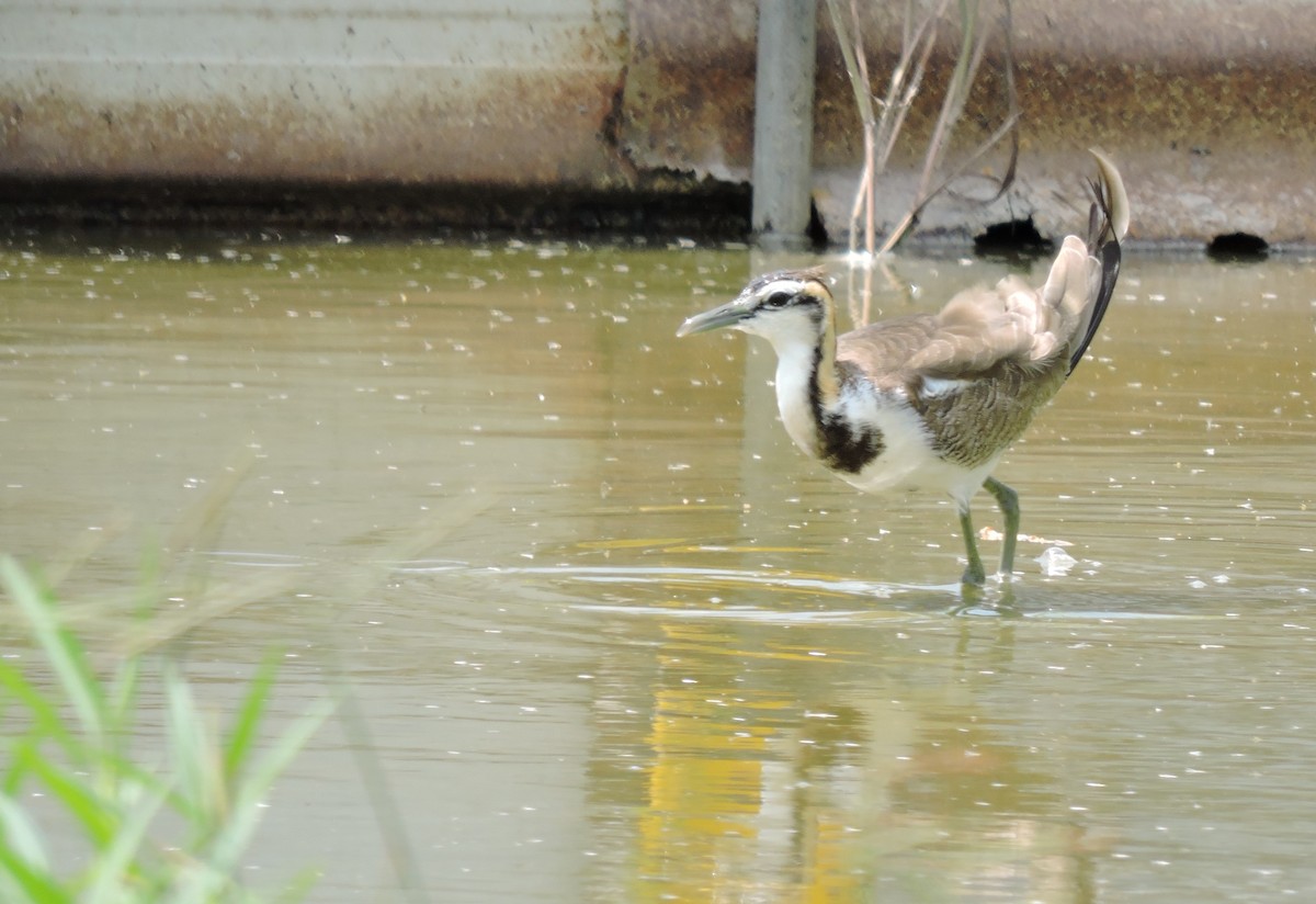 Pheasant-tailed Jacana - ML266740331