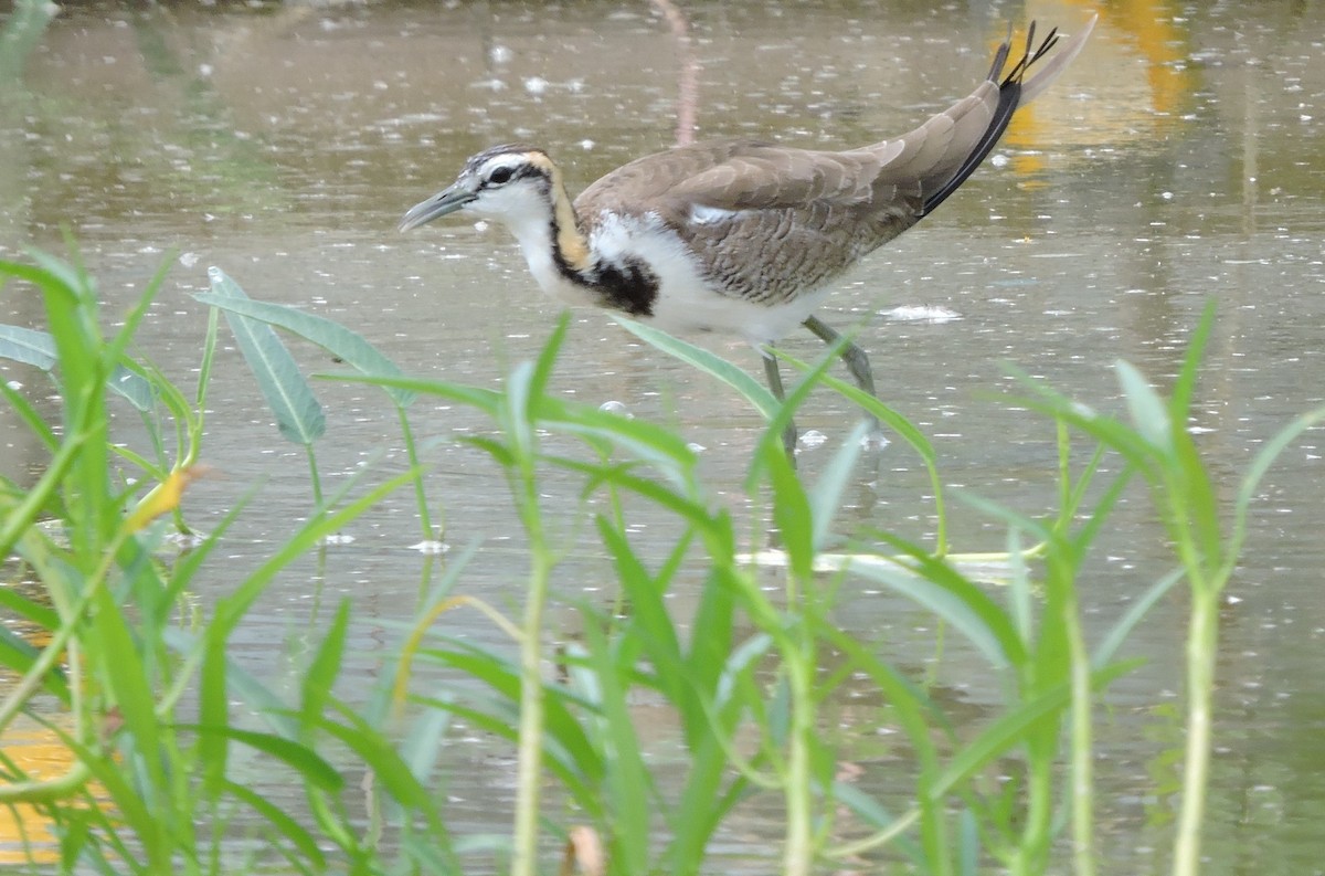 Pheasant-tailed Jacana - ML266740341