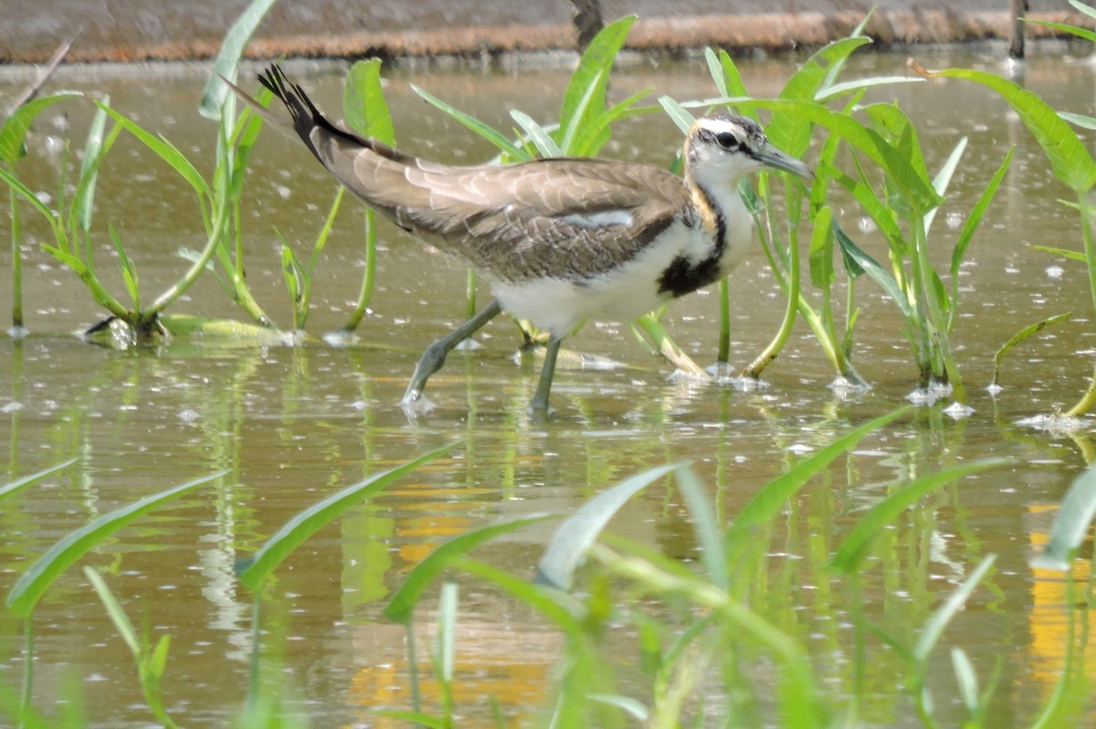 Pheasant-tailed Jacana - ML266740351