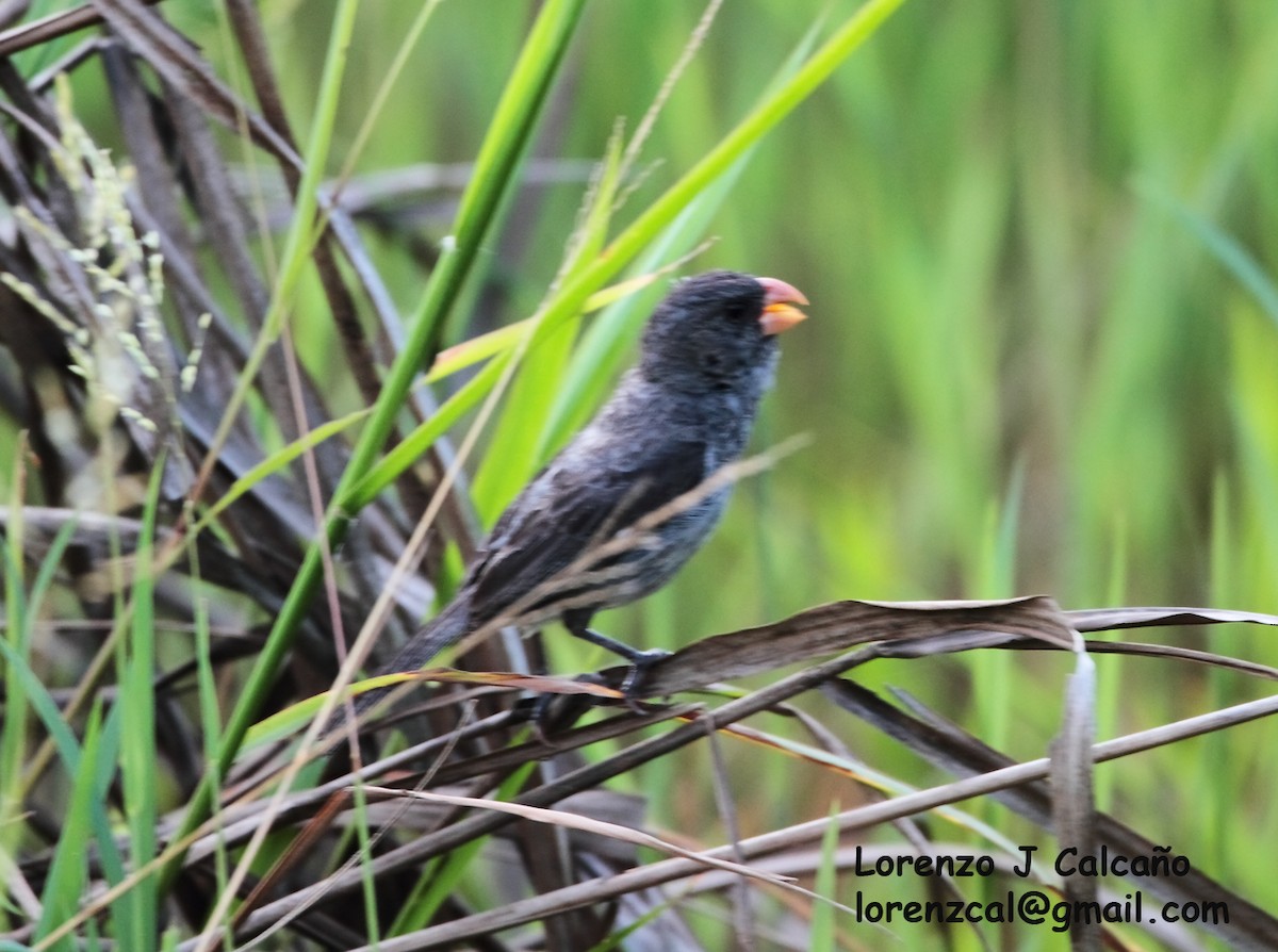 Gray Seedeater - Lorenzo Calcaño