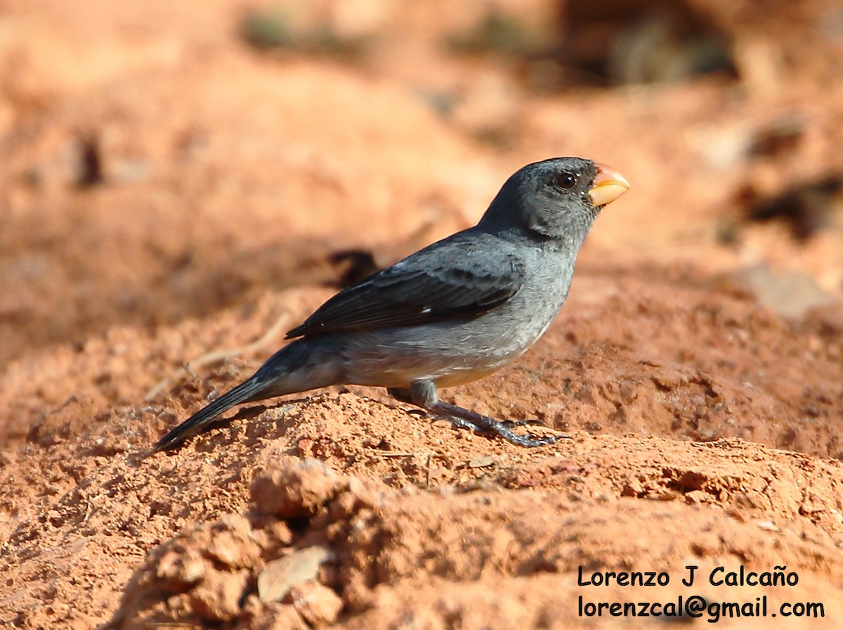 Gray Seedeater - Lorenzo Calcaño