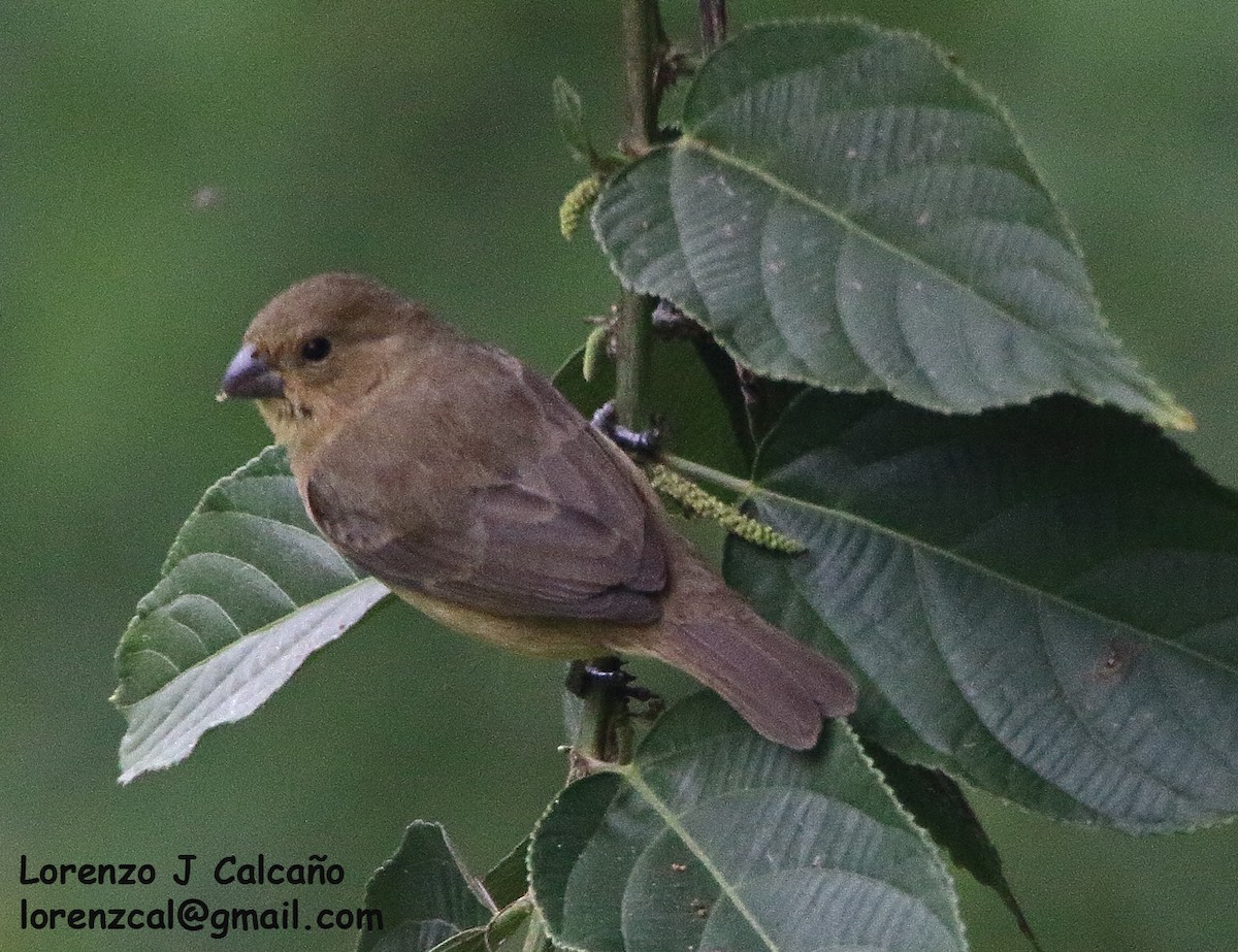 Gray Seedeater - Lorenzo Calcaño