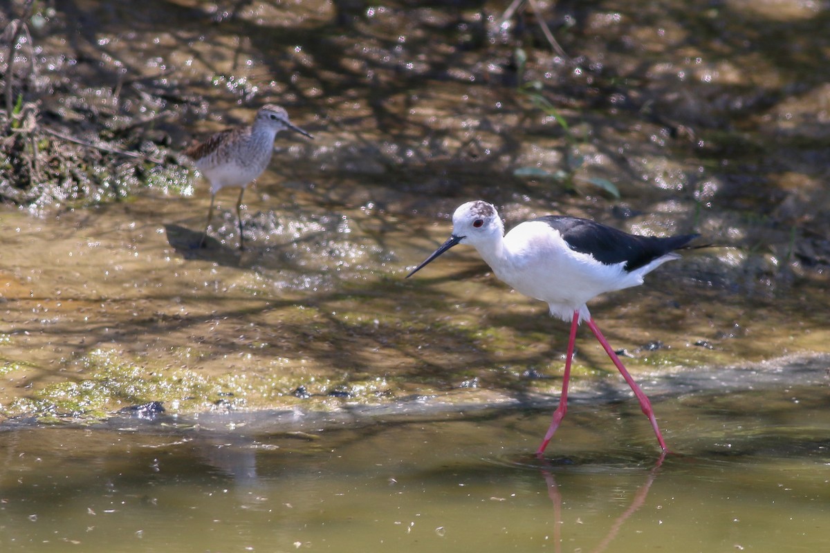 Black-winged Stilt - ML266741211