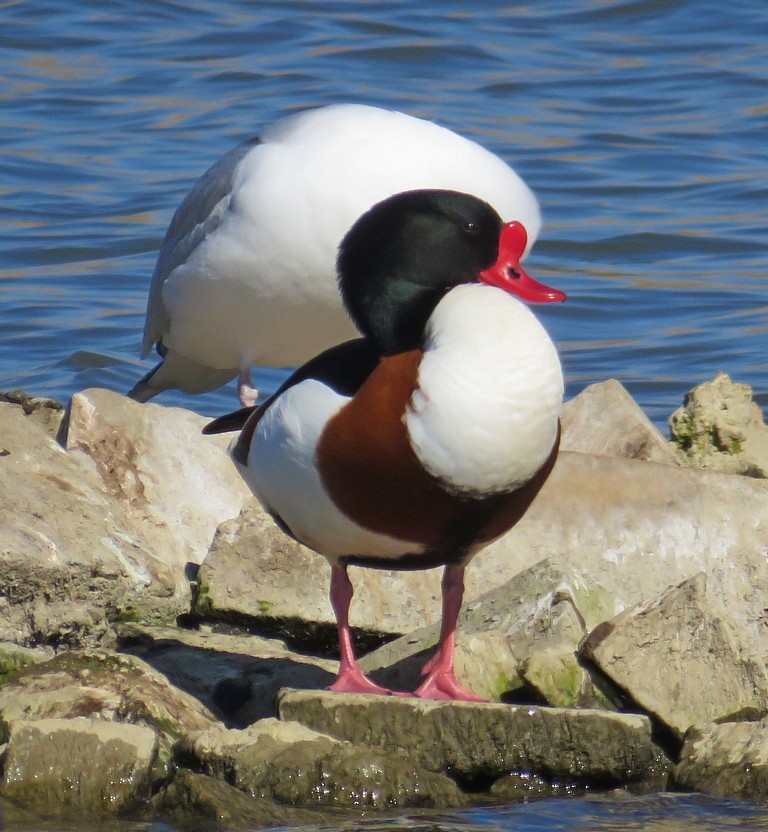 eBird Checklist - 21 Apr 2015 - Radipole Lake RSPB Reserve - 43 species