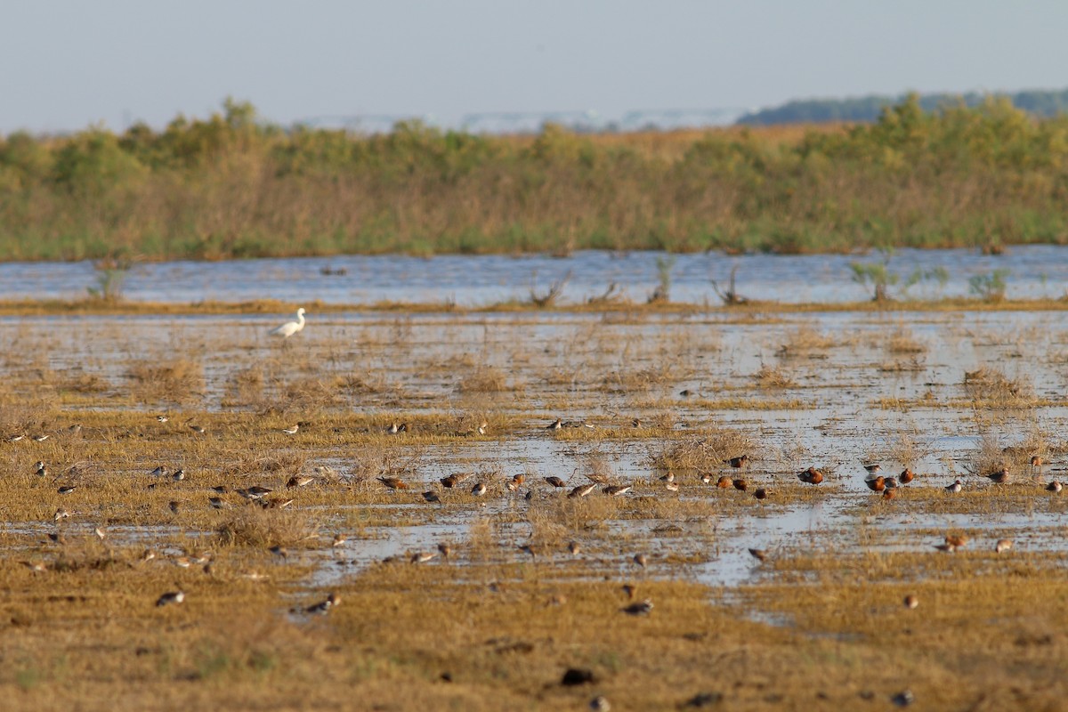 Curlew Sandpiper - Jakub Macháň