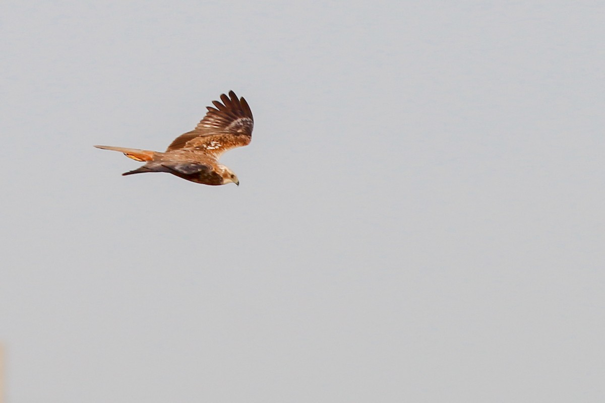 Western Marsh Harrier - ML266741691