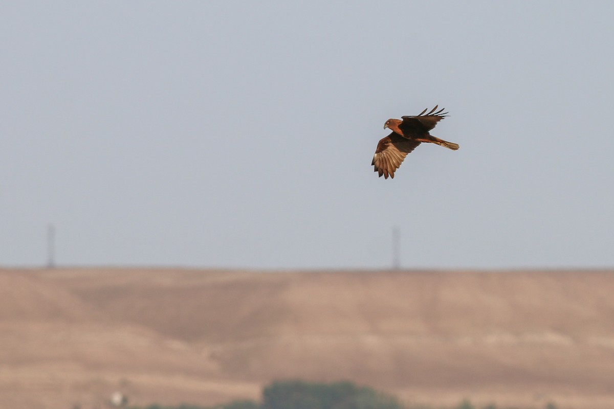 Western Marsh Harrier - ML266741701