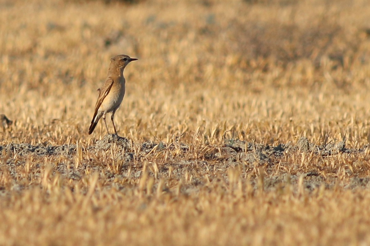 Isabelline Wheatear - ML266741711