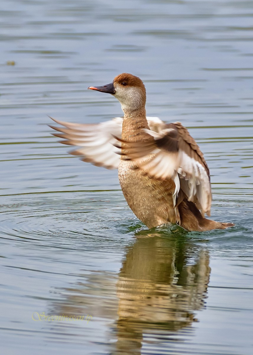 Red-crested Pochard - ML266741741