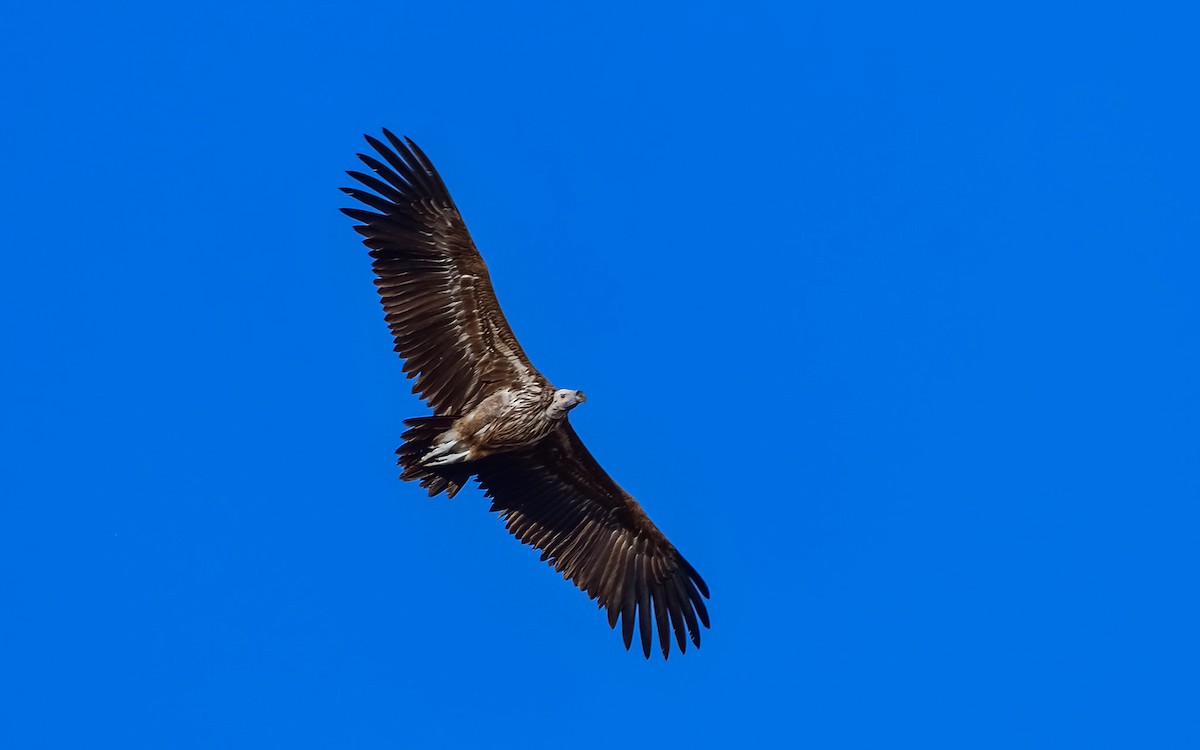 Lappet-faced Vulture - Sreenivasan Tp