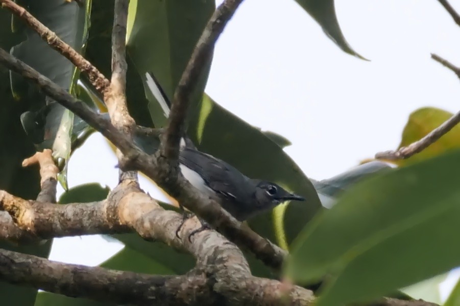 Guianan Gnatcatcher - Alexandre Vinot