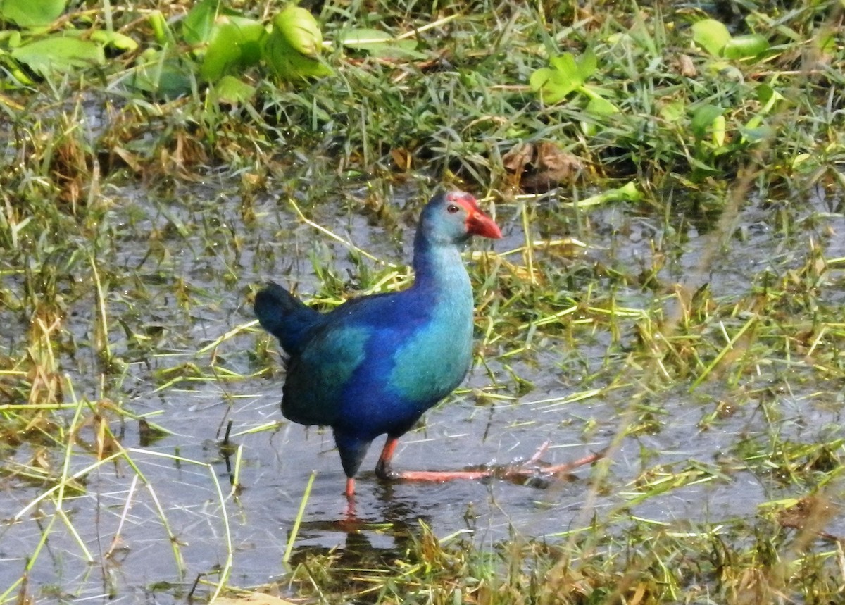 Gray-headed Swamphen - ML266743111