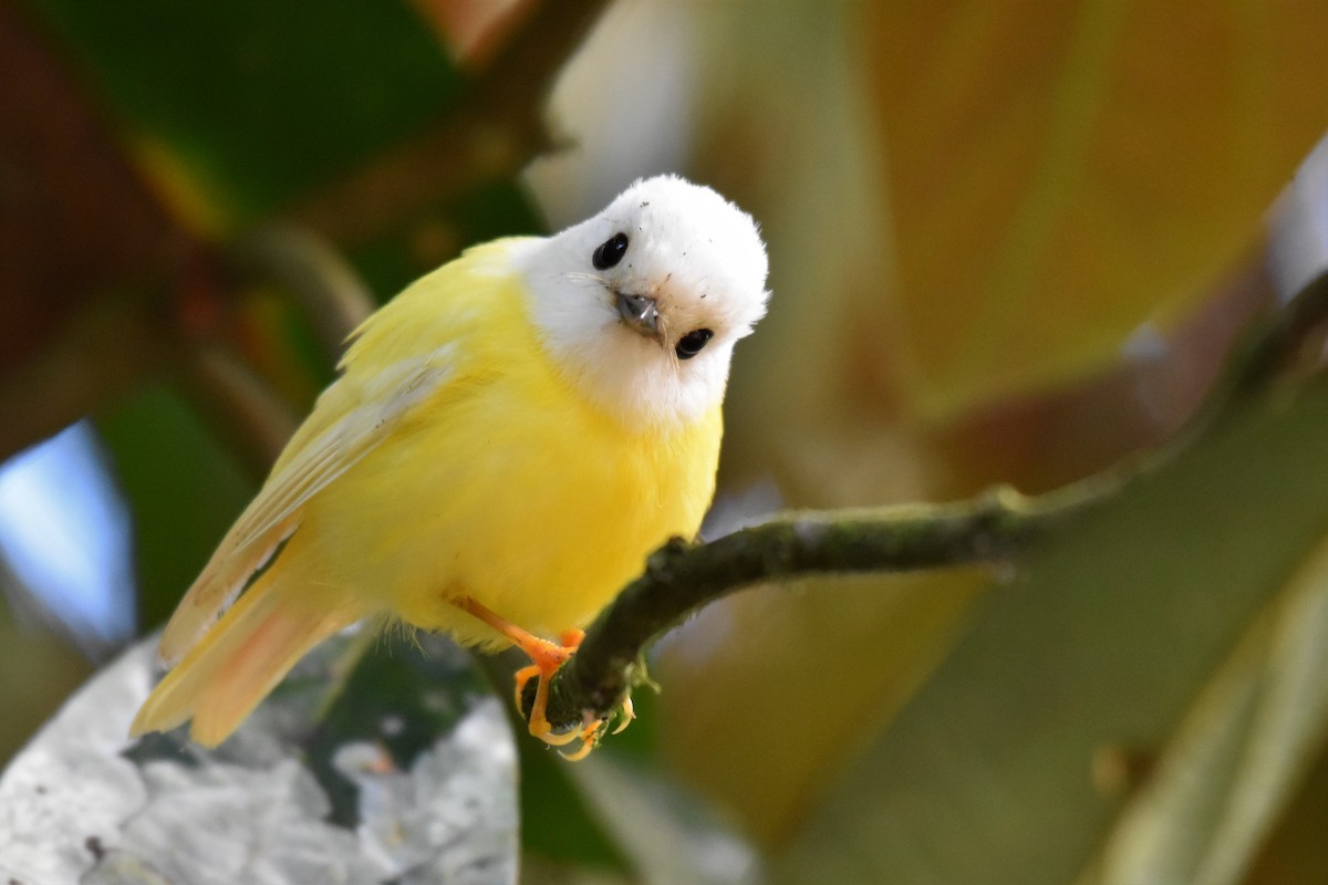Pale-yellow Robin - ML266743431