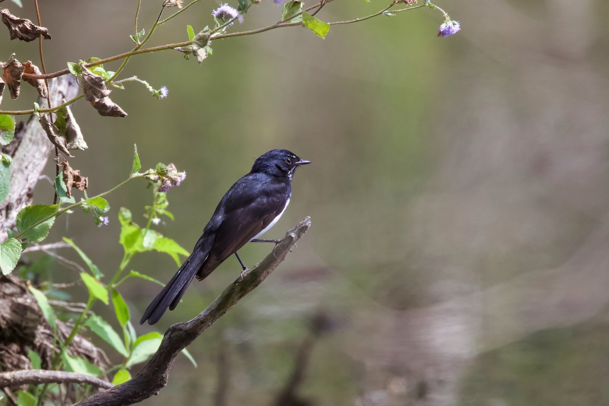 Willie-wagtail - ML266743541