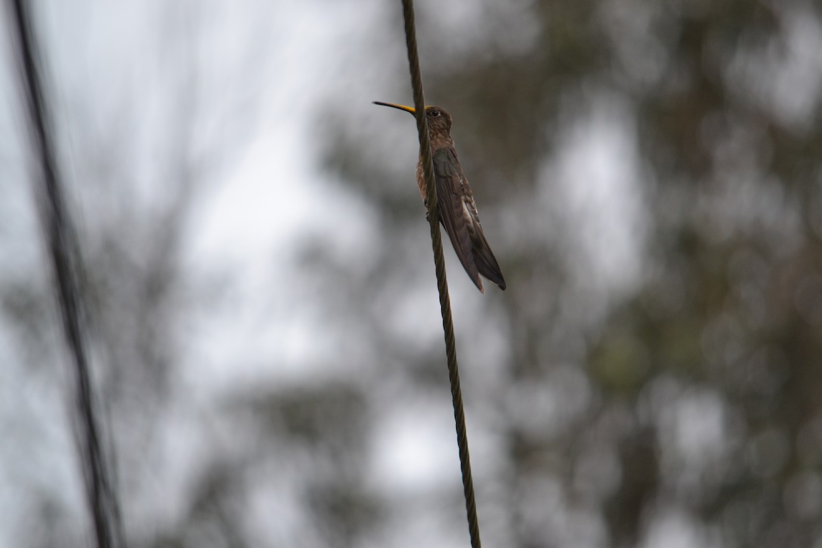Giant Hummingbird - ML266743681