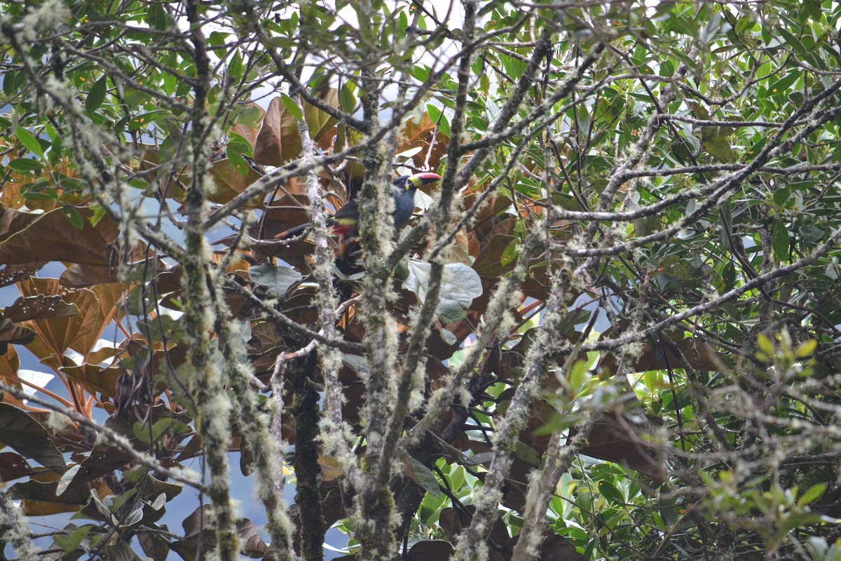 Gray-breasted Mountain-Toucan - ML266743751