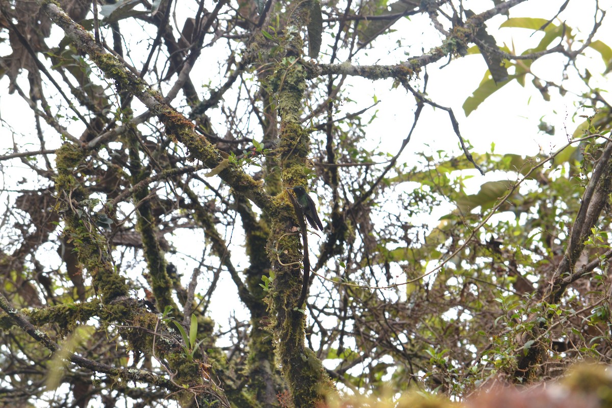 Little Sunangel - ML266744091