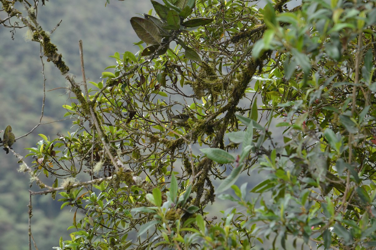 White-banded Tyrannulet - ML266744121